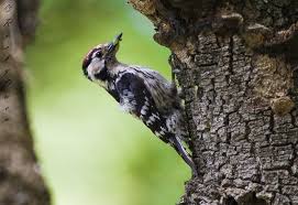 Attēlu rezultāti vaicājumam “Dendrocopos minor”