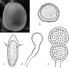 Attēlu rezultāti vaicājumam “Tranzschelia pruni-spinosae”