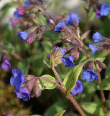 Image result for Lungenkraut