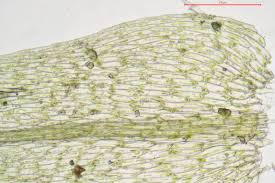 Attēlu rezultāti vaicājumam “Pohlia wahlenbergii var. calcarea”