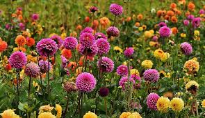 Image result for Dahlia x pinnata `Pompon Lilliput`