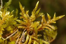 Attēlu rezultāti vaicājumam “Pseudoscleropodium purum”