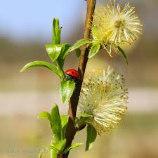 Attēlu rezultāti vaicājumam “Salix caprea fruit”