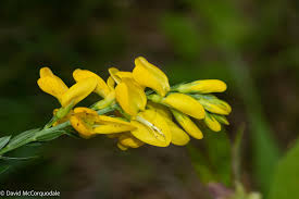 Image result for Genista tinctoria
