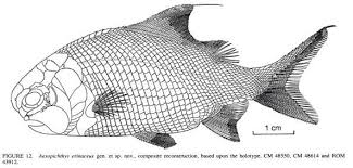Attēlu rezultāti vaicājumam “Erinaceus sp.”