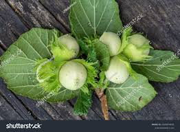 Attēlu rezultāti vaicājumam “Corylus avellana fruit”