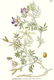 Attēlu rezultāti vaicājumam “Astragalus arenarius leaf”