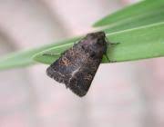 Attēlu rezultāti vaicājumam “Tholera cespitis”