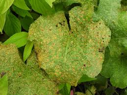 Attēlu rezultāti vaicājumam “Alcea rosea leaf”