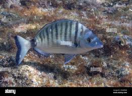 Image result for Diplodus puntazzo