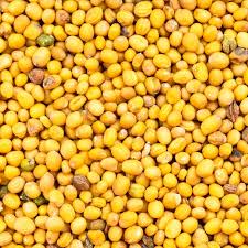 Attēlu rezultāti vaicājumam “Sinapis alba”