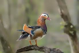 Attēlu rezultāti vaicājumam “Aix galericulata male”