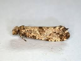 Attēlu rezultāti vaicājumam “Morophaga choragella”