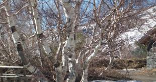 Attēlu rezultāti vaicājumam “Betula”