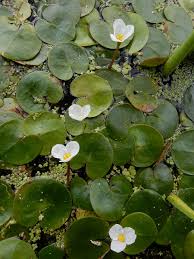Attēlu rezultāti vaicājumam “Hydrocharis morsus-ranae flower”