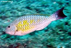Image result for Sparisoma axillare