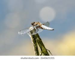 Attēlu rezultāti vaicājumam “Libellula depressa male”