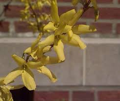 Attēlu rezultāti vaicājumam “Forsythia intermedia flower”