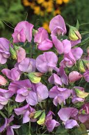 Image result for Lathyrus odoratus