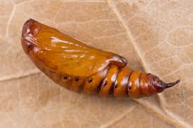 Attēlu rezultāti vaicājumam “Cucullia lucifuga”