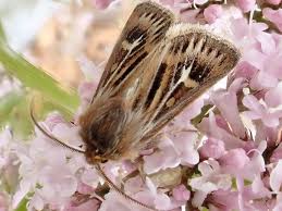 Attēlu rezultāti vaicājumam “Cerapteryx graminis”