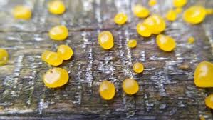 Attēlu rezultāti vaicājumam “Dacrymyces stillatus”