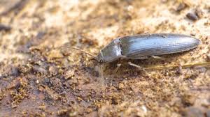 Attēlu rezultāti vaicājumam “Grynocharis oblonga”