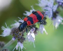 Attēlu rezultāti vaicājumam “Trichodes apiarius”