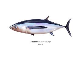 Image result for Thunnus alalunga