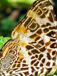 Attēlu rezultāti vaicājumam “Araschnia levana upperside”