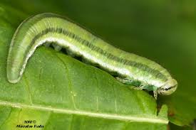 Attēlu rezultāti vaicājumam “Gilpinia”