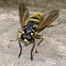 Attēlu rezultāti vaicājumam “Xanthogramma sp. male”