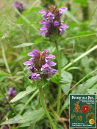 Attēlu rezultāti vaicājumam “Labiatae”