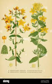 Attēlu rezultāti vaicājumam “Hypericum maculatum”