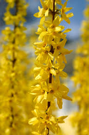 Attēlu rezultāti vaicājumam “Forsythia”