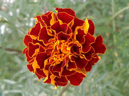 Attēlu rezultāti vaicājumam “Tagetes flower”