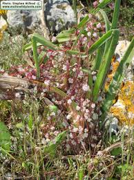 Attēlu rezultāti vaicājumam “Cuscuta epithymum subsp. trifolii flower”
