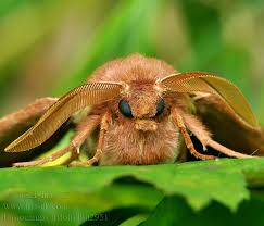 Attēlu rezultāti vaicājumam “Lasiocampa trifolii”