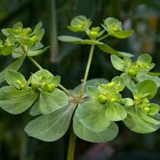 Attēlu rezultāti vaicājumam “Euphorbia helioscopia leaf”
