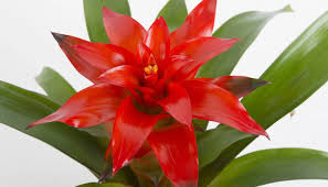 Картинки по запросу гусмания