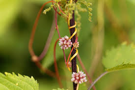 Attēlu rezultāti vaicājumam “Cuscuta europaea flower”