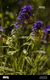Attēlu rezultāti vaicājumam “Melampyrum nemorosum flower”
