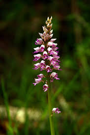 Attēlu rezultāti vaicājumam “Orchis militaris flower”