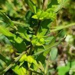 Attēlu rezultāti vaicājumam “Melampyrum sylvaticum”