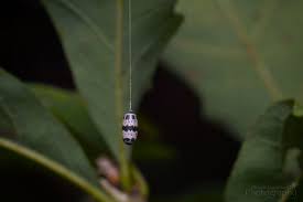 Attēlu rezultāti vaicājumam “Ichneumonidae cocoon”