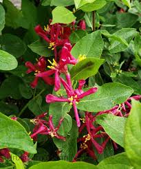 Attēlu rezultāti vaicājumam “Lonicera tatarica fruit”