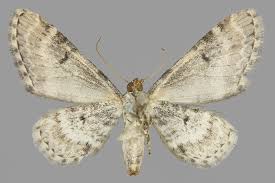 Attēlu rezultāti vaicājumam “Eupithecia centaureata”