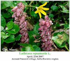 Attēlu rezultāti vaicājumam “Lathraea squamaria flower”