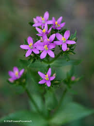 Image result for Centaurium erythraea