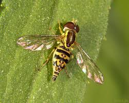 Attēlu rezultāti vaicājumam “Syrphidae”
